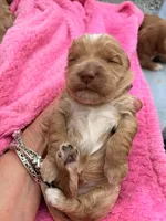 Pinky, a female Miniature Labradoodle for sale in Bakersfield, CA – Photo 6 of 10