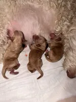 Pinky, a female Miniature Labradoodle for sale in Bakersfield, CA – Photo 2 of 4