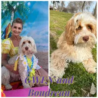 Pinky, a female Miniature Labradoodle for sale in Bakersfield, CA – Photo 4 of 4