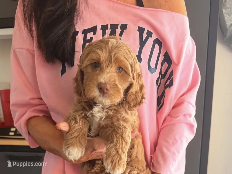 Pinky – Miniature Labradoodle puppy for sale in Bakersfield, CA