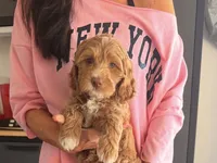 Pinky, a female Miniature Labradoodle for sale in Bakersfield, CA – 2 of 10