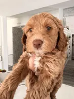 Pinky, a female Miniature Labradoodle for sale in Bakersfield, CA – Photo 2 of 10