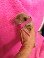 Pinky, a female Miniature Labradoodle for sale in Bakersfield, CA – Photo 1 of 4