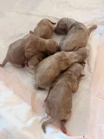 Pinky, a female Miniature Labradoodle for sale in Bakersfield, CA – Photo 3 of 4