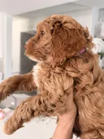 Pinky, a female Miniature Labradoodle for sale in Bakersfield, CA – Photo 10 of 10