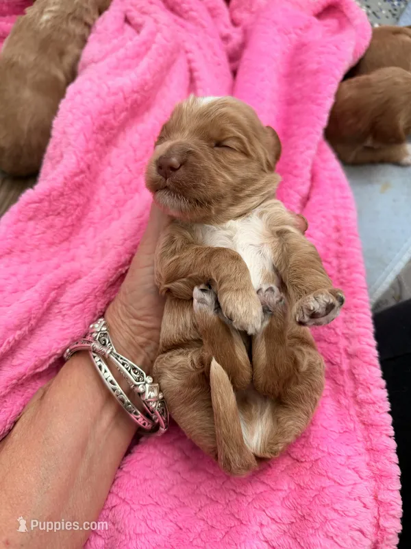 Pinky – Miniature Labradoodle puppy for sale in Bakersfield, CA