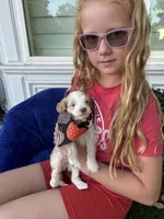 Tiny Tim, a male Labradoodle and Australian Labradoodle for sale in Bakersfield, CA – Photo 3 of 5