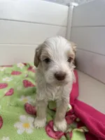 Tiny Tim, a male Labradoodle and Australian Labradoodle for sale in Bakersfield, CA – Photo 2 of 5