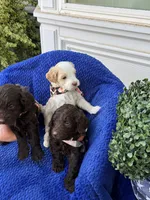 Tiny Tim, a male Labradoodle and Australian Labradoodle for sale in Bakersfield, CA – Photo 1 of 5