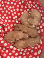 Boy2, a male Australian Labradoodle for sale in Bakersfield, CA – Photo 5 of 7
