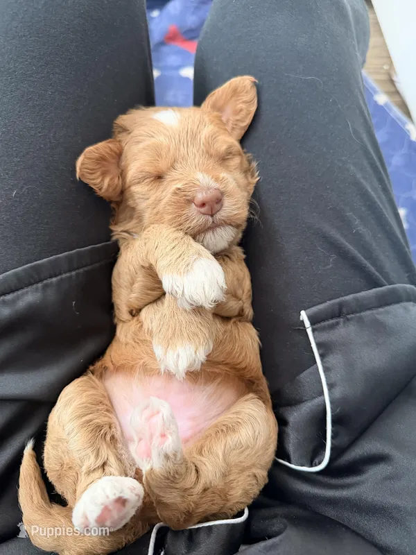 Boy2 – Australian Labradoodle puppy for sale in Bakersfield, CA