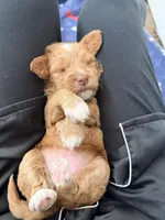Boy2, a male Australian Labradoodle for sale in Bakersfield, CA – Photo 1 of 7