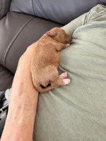 Boy2, a male Australian Labradoodle for sale in Bakersfield, CA – Photo 4 of 7
