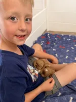 Boy2, a male Australian Labradoodle for sale in Bakersfield, CA – Photo 6 of 7