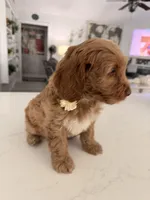 Boy2, a male Australian Labradoodle for sale in Bakersfield, CA – 8 of 10