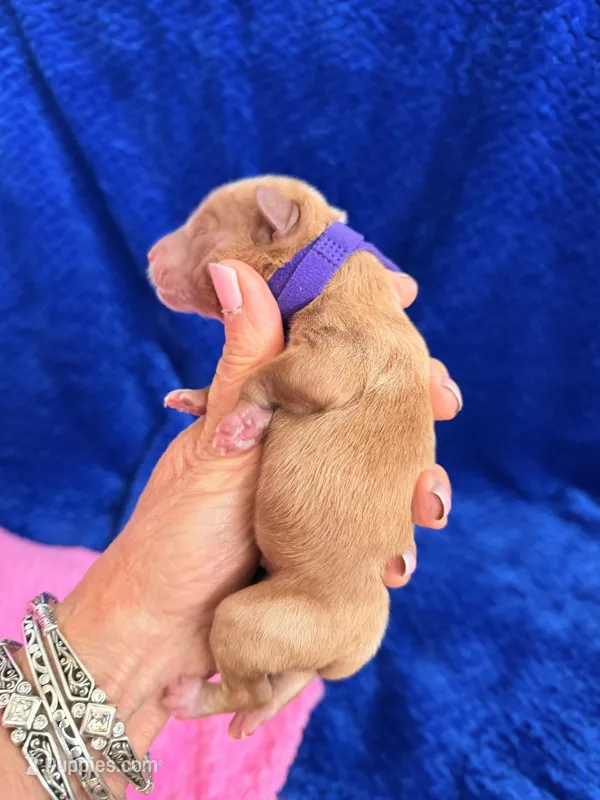Boy2 – Australian Labradoodle puppy for sale in Bakersfield, CA