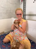 Boy2, a male Australian Labradoodle for sale in Bakersfield, CA – Photo 2 of 7