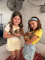 Boy2, a male Australian Labradoodle for sale in Bakersfield, CA – Photo 7 of 7