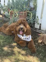 Red, a male Miniature Labradoodle for sale in Bakersfield, CA – 2 of 5