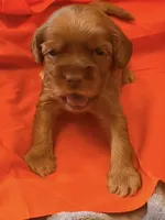 Tiny red, a female Australian Labradoodle for sale in Bakersfield, CA – 3 of 4