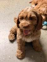 Auto, a male Australian Labradoodle for sale in Bakersfield, CA – 1 of 5