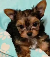 Riley , a male Yorkshire Terrier for sale in Medford, OR – 2 of 3