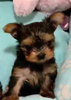 Ella, a female Yorkshire Terrier for sale in Medford, OR – 2 of 3