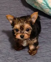 Riley , a male Yorkshire Terrier for sale in Medford, OR – 3 of 3