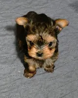 Ella, a female Yorkshire Terrier for sale in Medford, OR – 3 of 3