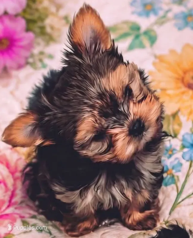 Ella – Yorkshire Terrier puppy for sale in Medford, OR
