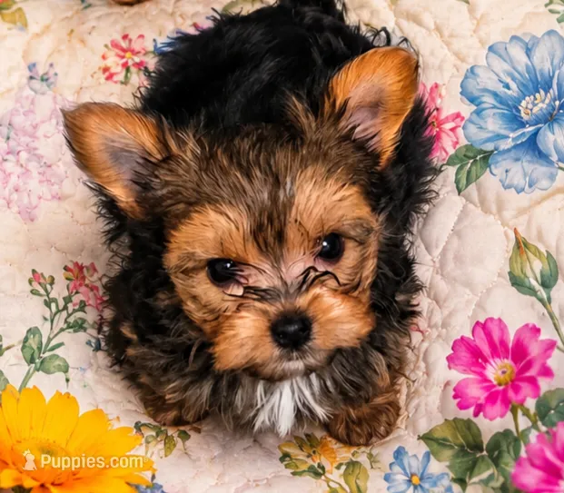 Riley  – Yorkshire Terrier puppy for sale in Medford, OR