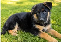 Male #4, a male German Shepherd Dog for sale in Yelm, WA – 2 of 4