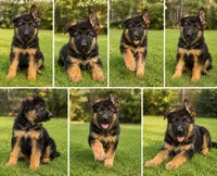 Male 2, a male German Shepherd Dog for sale in Yelm, WA – 2 of 3