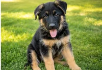 Male #4, a male German Shepherd Dog for sale in Yelm, WA – 4 of 4