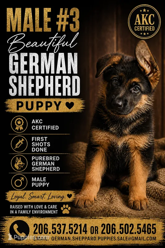 male #3 – German Shepherd Dog puppy for sale in Yelm, WA