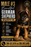 male #3, a male German Shepherd Dog for sale in Yelm, WA – 1 of 1