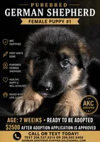 female #3, a female German Shepherd Dog for sale in Yelm, WA – 1 of 1
