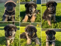Female #1 , a female German Shepherd Dog for sale in Yelm, WA – 2 of 2