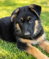 Male #4, a male German Shepherd Dog for sale in Yelm, WA – 3 of 4