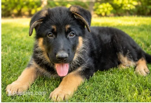 Male #4 – German Shepherd Dog puppy for sale in Yelm, WA