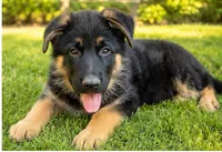 Male #4, a male German Shepherd Dog for sale in Yelm, WA – 1 of 4