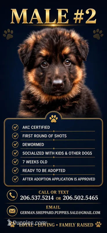 Male #2 – German Shepherd Dog puppy for sale in Yelm, WA