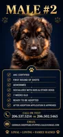 Male #2, a male German Shepherd Dog for sale in Yelm, WA – 1 of 1