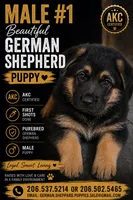 Male #1, a male German Shepherd Dog for sale in Yelm, WA – 1 of 3