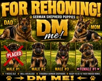 Male 2, a male German Shepherd Dog for sale in Yelm, WA – 1 of 3