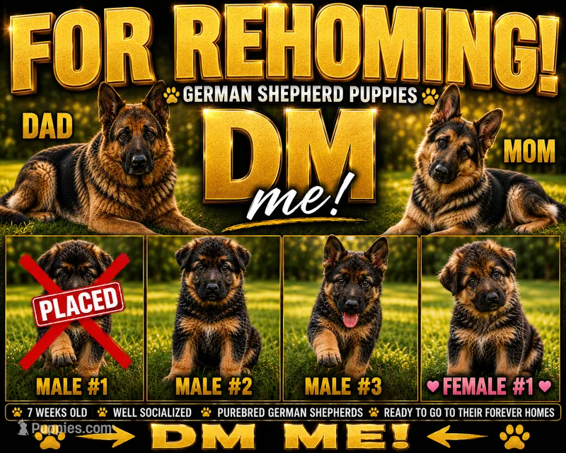 Male #1 – German Shepherd Dog puppy for sale in Yelm, WA
