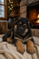 Male #1, a male German Shepherd Dog for sale in Yelm, WA – 3 of 3