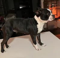 LALA, a female Boston Terrier for sale in Orlando, FL – 5 of 5