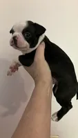 Forest, a male Boston Terrier for sale in Orlando, FL – 2 of 3
