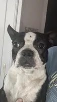 LALA, a female Boston Terrier for sale in Orlando, FL – 2 of 5